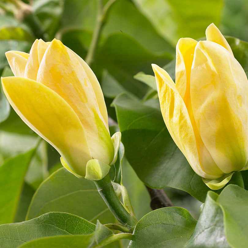 Magnolie 'Yellow Bird' gelb - Winterhart - Sträucher