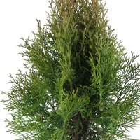 3 Lebensbaum Thuja 'Smaragd' - Winterhart - Bäume und Hecken