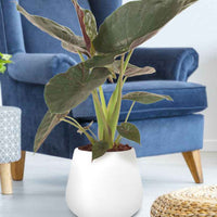 Elefantenohr Alocasia wentii XL - Beliebte grüne Zimmerpflanzen