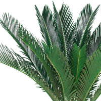 Palmfarne Cycas revoluta - Nach Größe