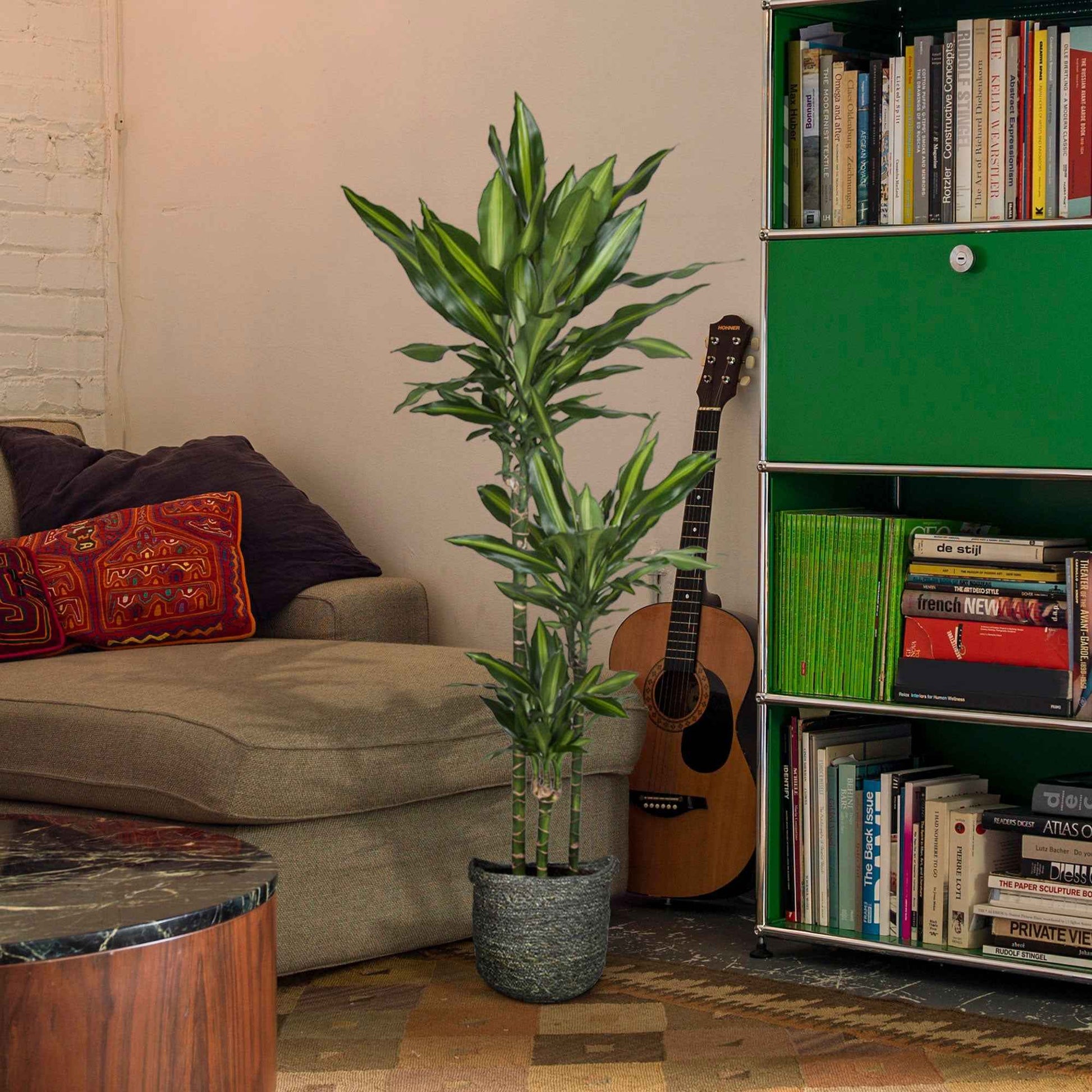 Drachenblutbaum Dracaena 'Cintho' - Beliebte grüne Zimmerpflanzen