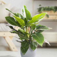 Philodendron 'Imperial Green' - Alle pflegeleichten Zimmerpflanzen