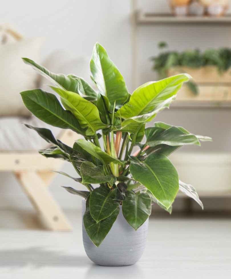Philodendron 'Imperial Green' - Alle pflegeleichten Zimmerpflanzen