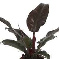 Philodendron 'Imperial Red' - Grüne Zimmerpflanzen