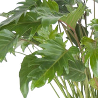 Philodendron xanadu - Büropflanzen