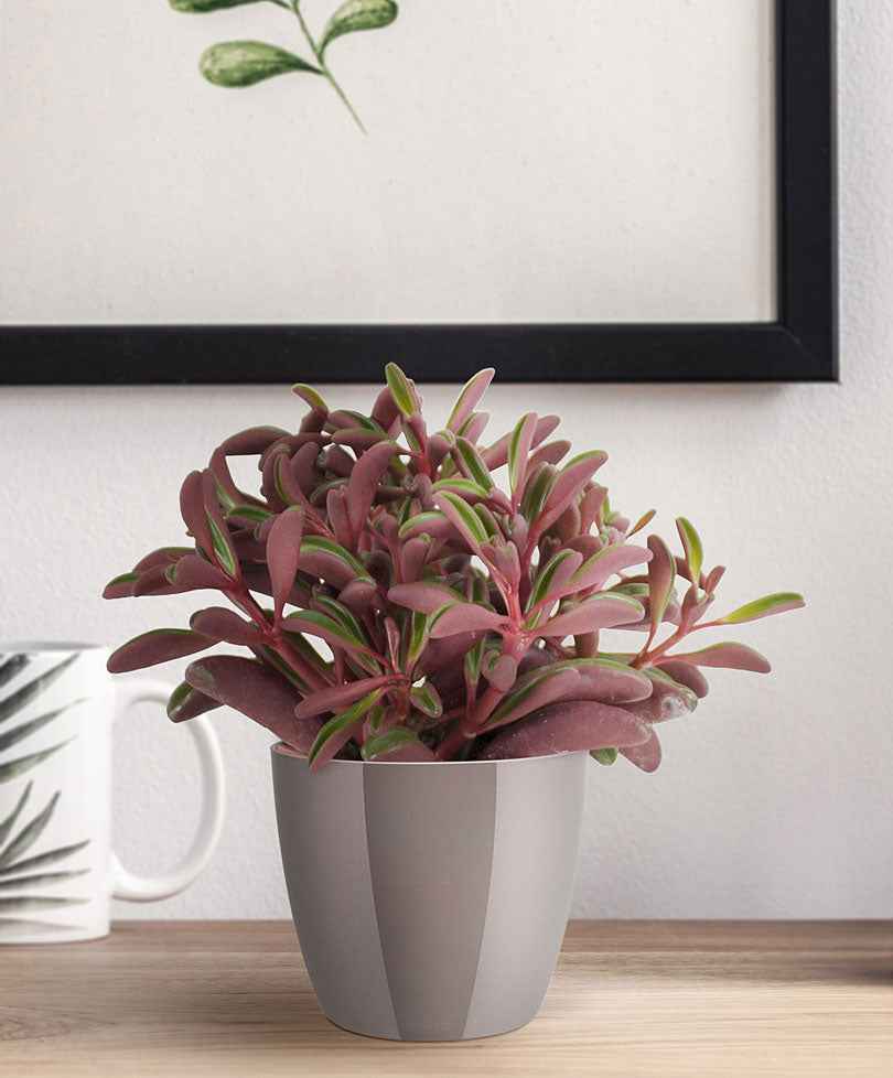 Pfefferpflanze Peperomia graveolens - Büropflanzen