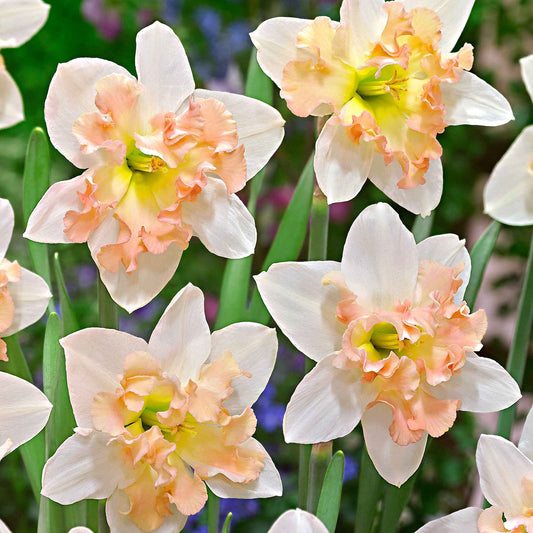 15x Narzissen Narcissus 'Palmares' weiβ-rosa - Alle beliebten Blumenzwiebeln