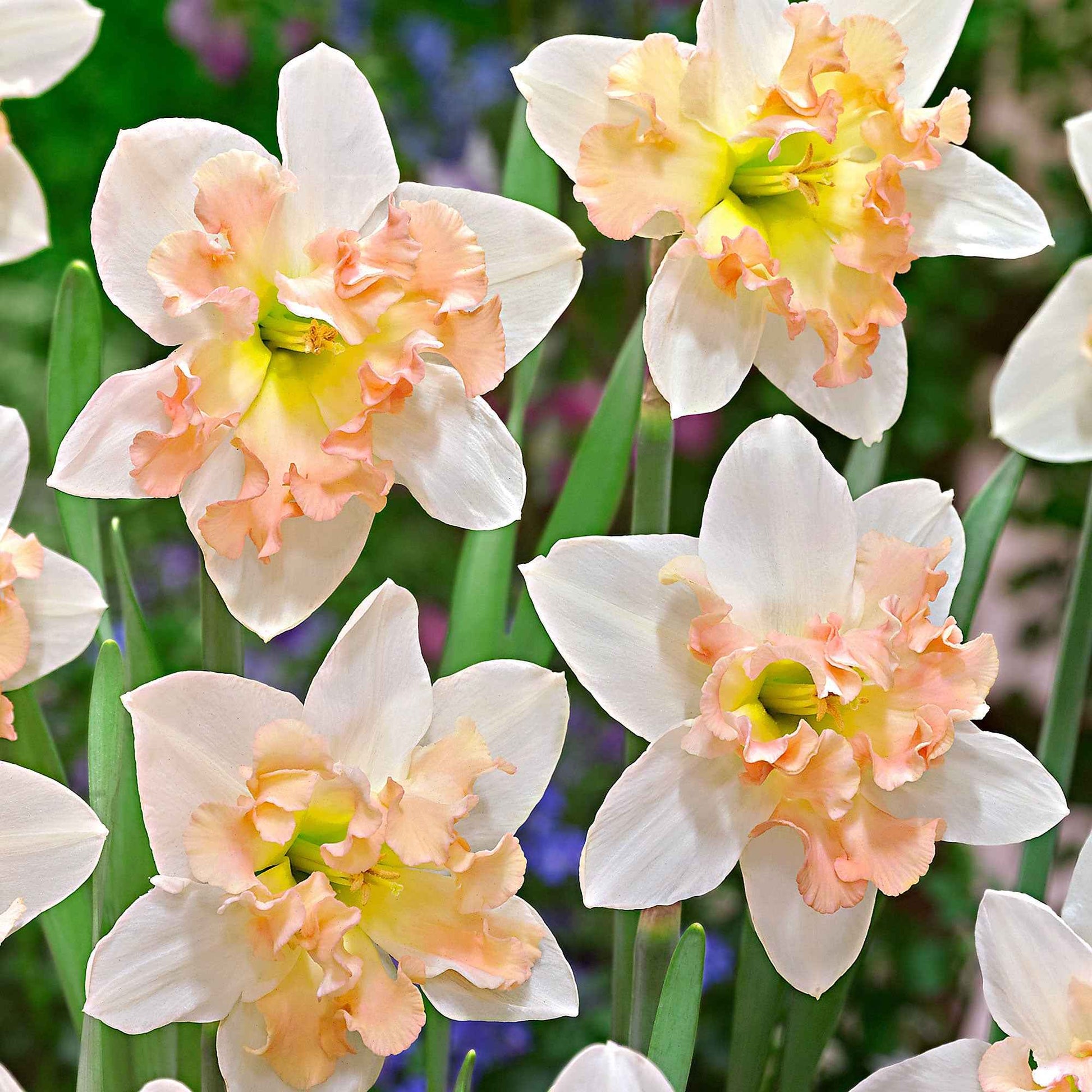 15x Narzissen Narcissus 'Palmares' weiβ-rosa - Alle Blumenzwiebeln