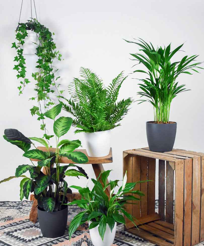 5x Luftreinigende Pflanzen - Mischung - Beliebte grüne Zimmerpflanzen