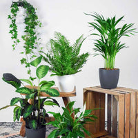 5x Luftreinigende Pflanzen - Mischung - Beliebte Zimmerpflanzen