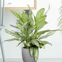 Kolbenfaden Aglaonema 'Silver Queen' - Grüne Zimmerpflanzen