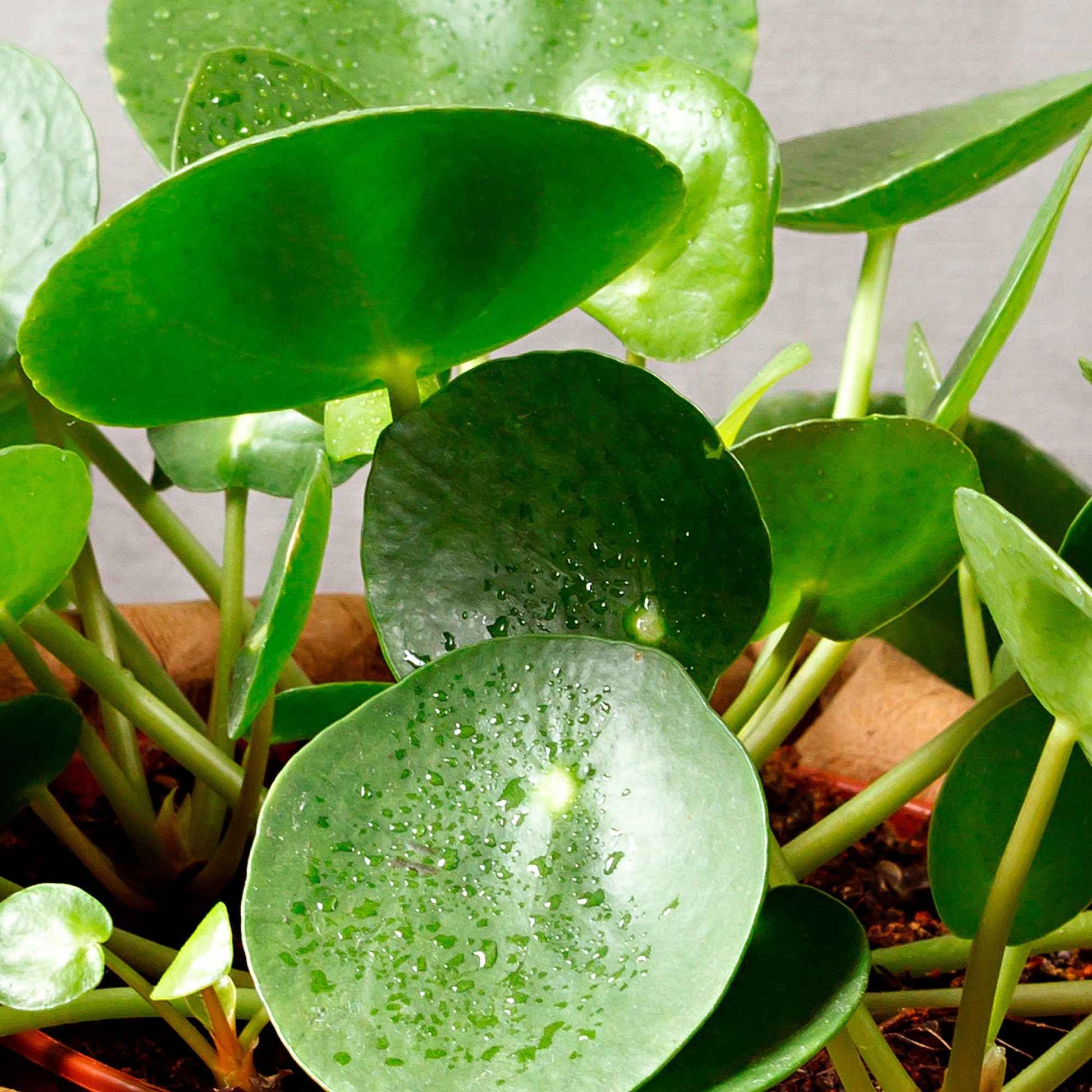 Pfannkuchenpflanze Pilea peperomioides inkl. Dekotopf - Grüne Zimmerpflanzen