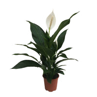 Einblatt Spathiphyllum 'Bingo Cupido' Weiß inkl. Dekotopf - Alle pflegeleichten Zimmerpflanzen