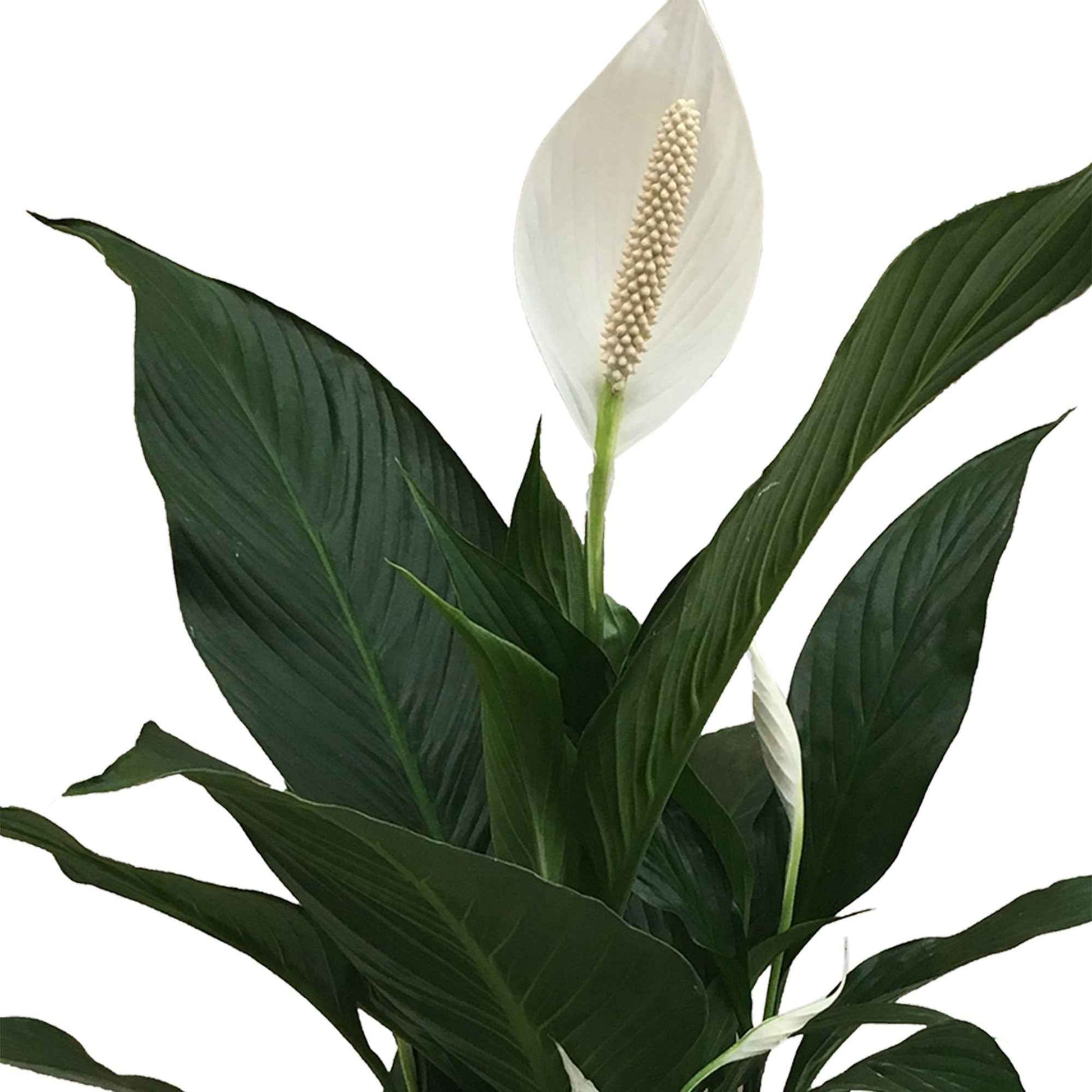 Einblatt Spathiphyllum 'Bingo Cupido' Weiß inkl. Dekotopf - Beliebte blühende Zimmerpflanzen