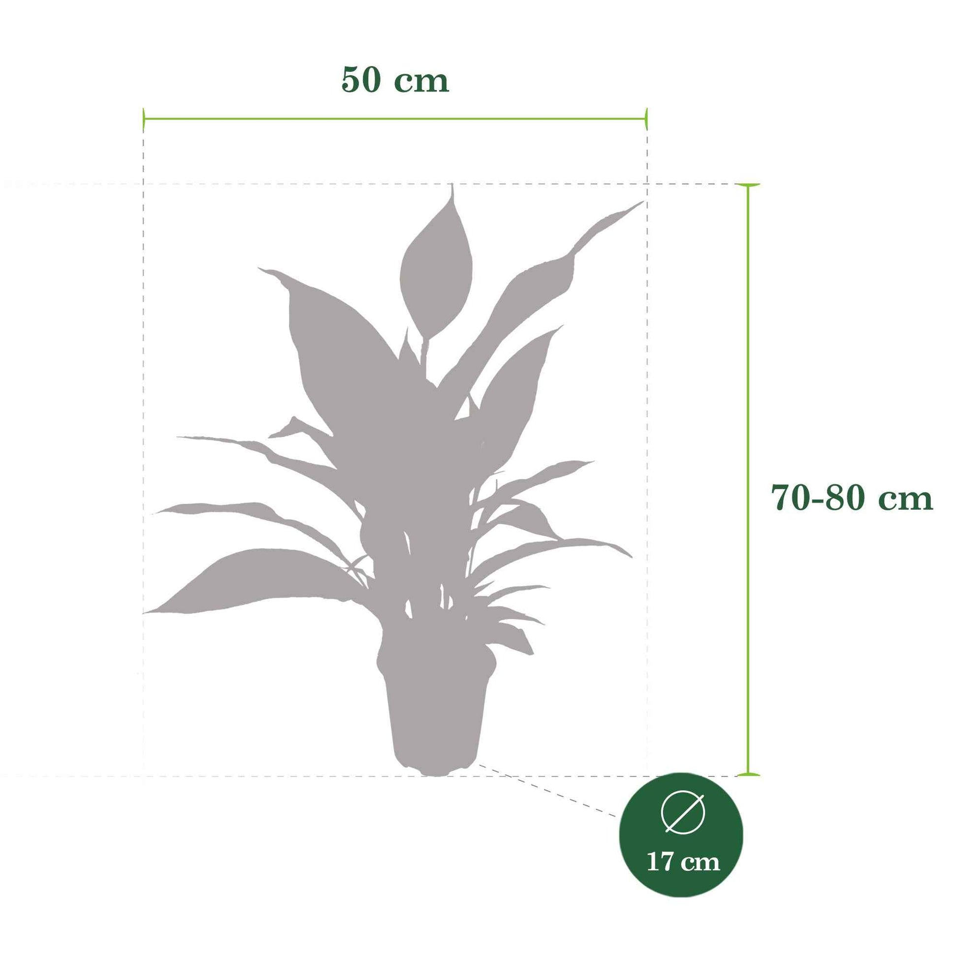 Einblatt Spathiphyllum 'Bingo Cupido' Weiß inkl. Dekotopf - Büropflanzen