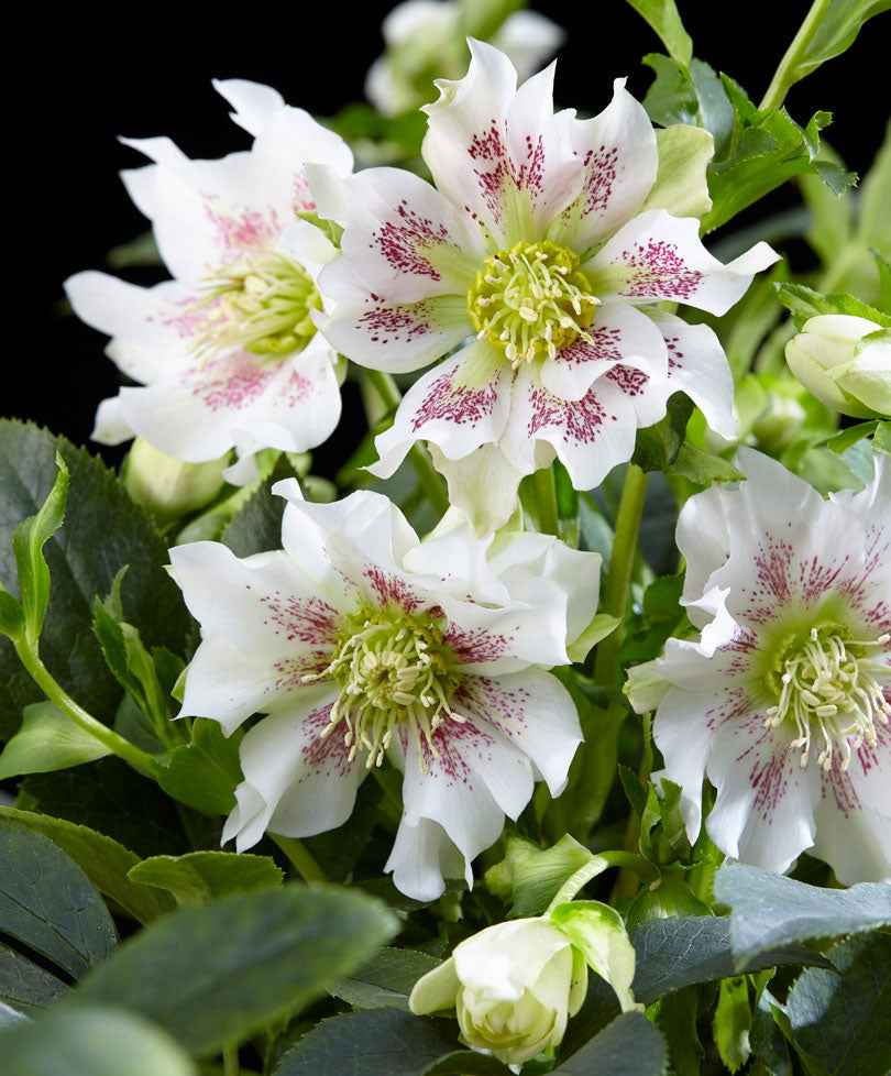 Christrose Helleborus 'Hello Pearl' - Winterhart - Blühende Gartenpflanzen