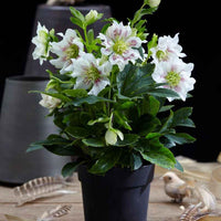Christrose Helleborus 'Hello Pearl' - Winterhart - Gartenpflanzen