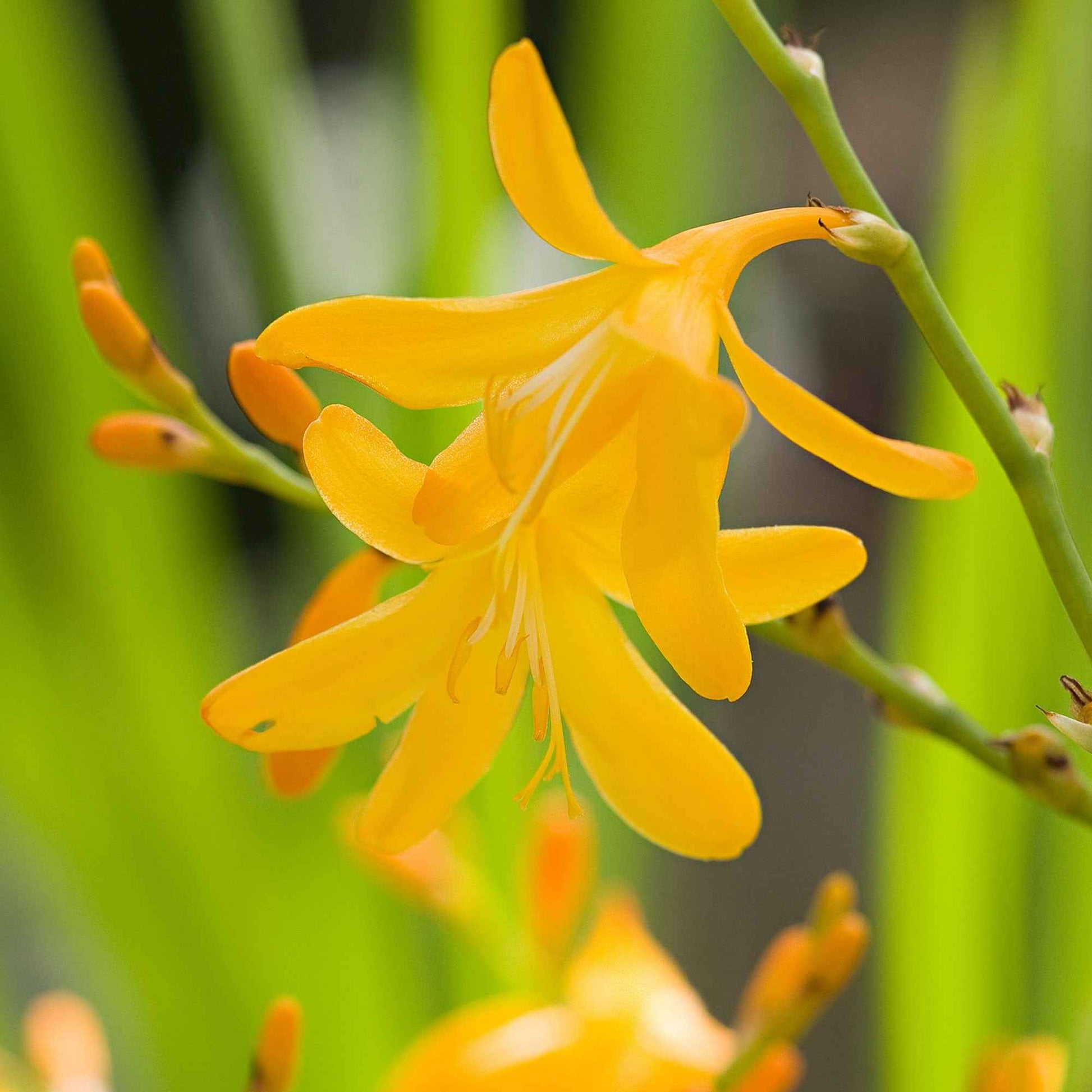 20x Crocosmia 'George Davidson' gelb - Alle Blumenzwiebeln