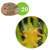 20x Crocosmia 'George Davidson' gelb - Alle Blumenzwiebeln
