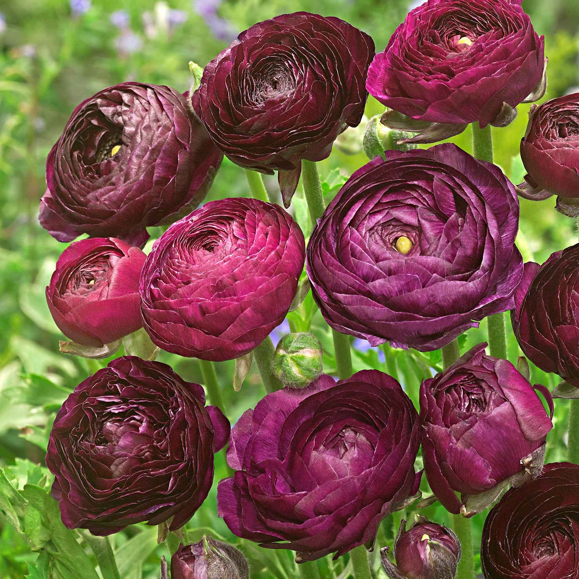 Doppelblütler Ranunkel Ranunculus 'Purple Sensation' lila - Blumenzwiebeln für Terrasse und Balkon