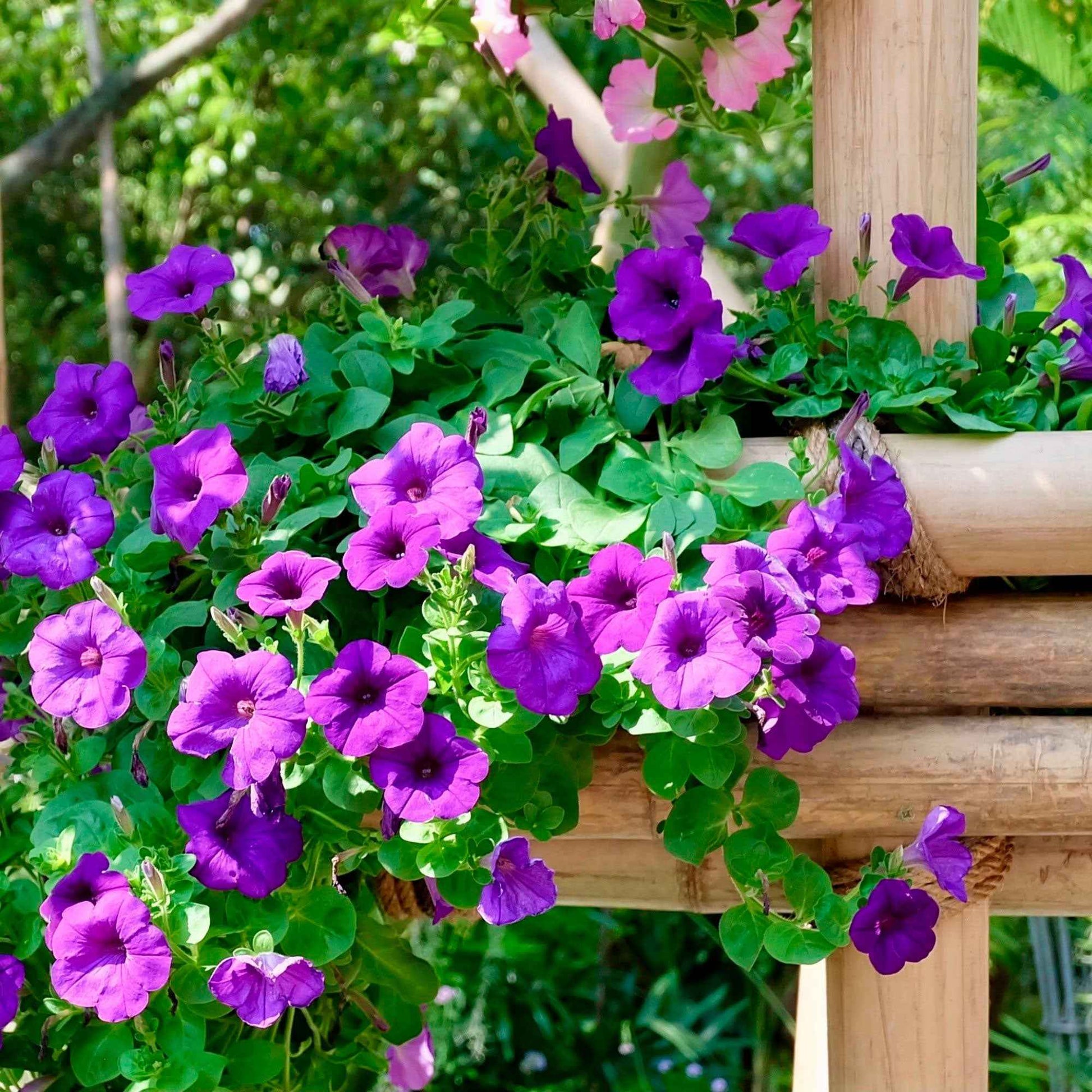 3x  Petunia 'Dark Purple' Lila - Balkonpflanzen