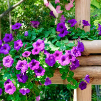 3x  Petunia 'Dark Purple' Lila - Beetpflanzen