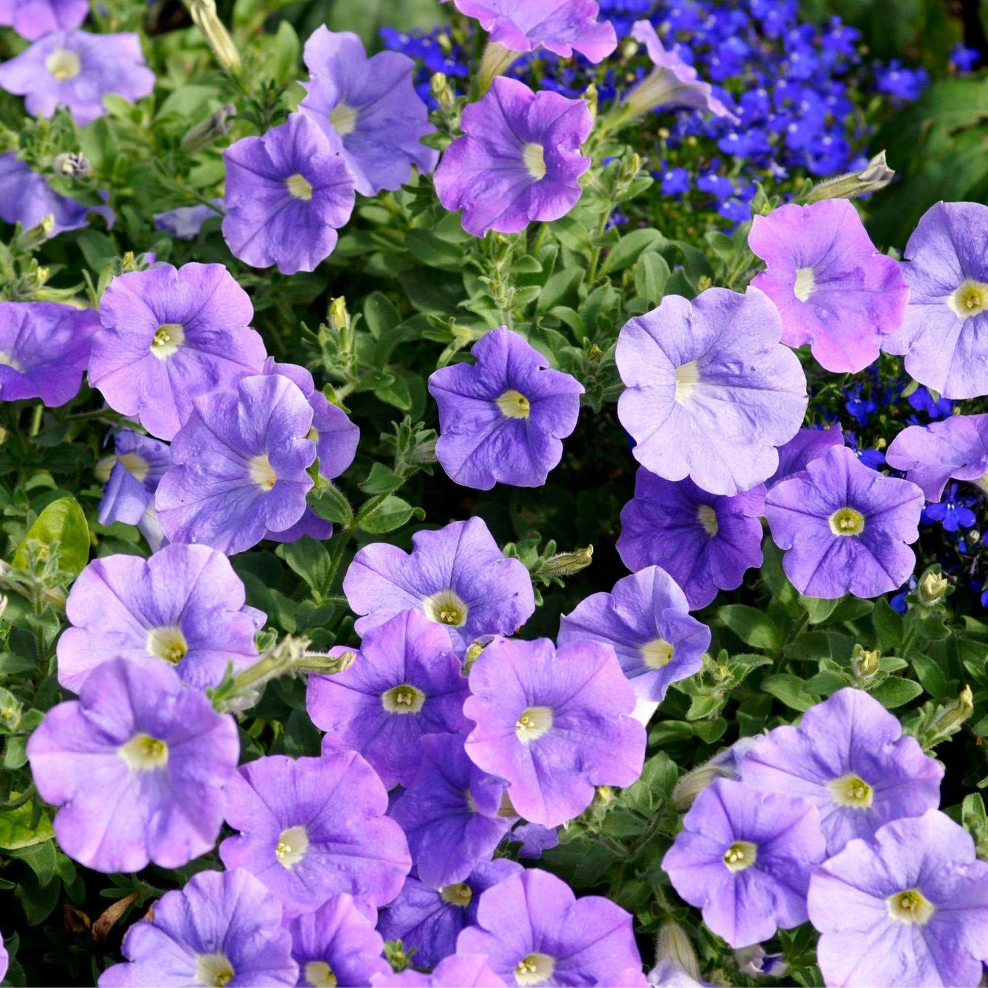 3x  Petunia 'Dark Purple' Lila - Blühende Gartenpflanzen