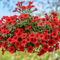 3x  Petunia 'Red' Rot - Beetpflanzen