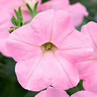 3x Petunia 'Soft Pink' Rosa - Blühende Gartenpflanzen