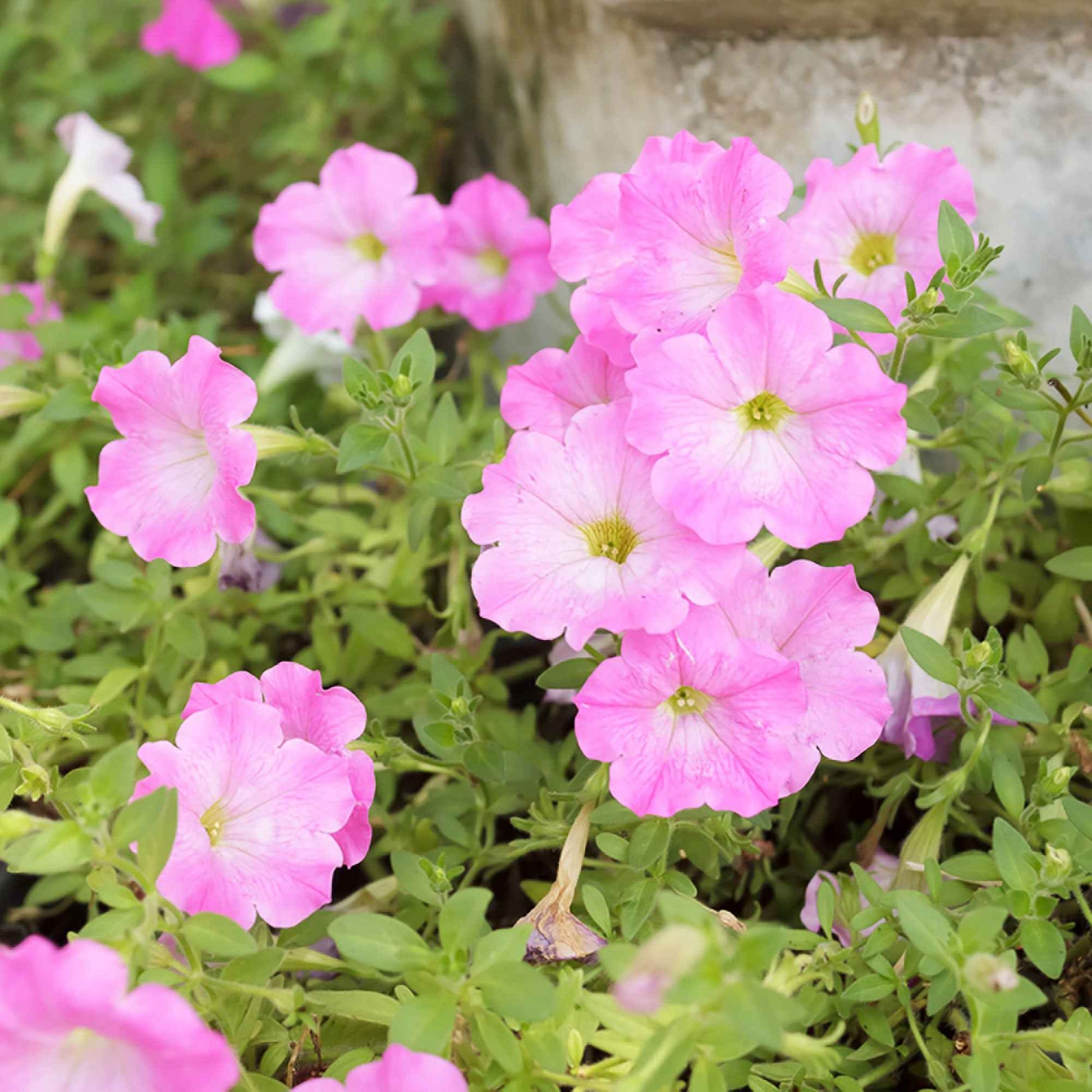 3x Petunia 'Soft Pink' Rosa - Balkonpflanzen