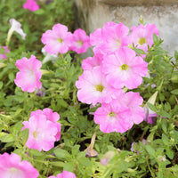 3x Petunia 'Soft Pink' Rosa - Beetpflanzen