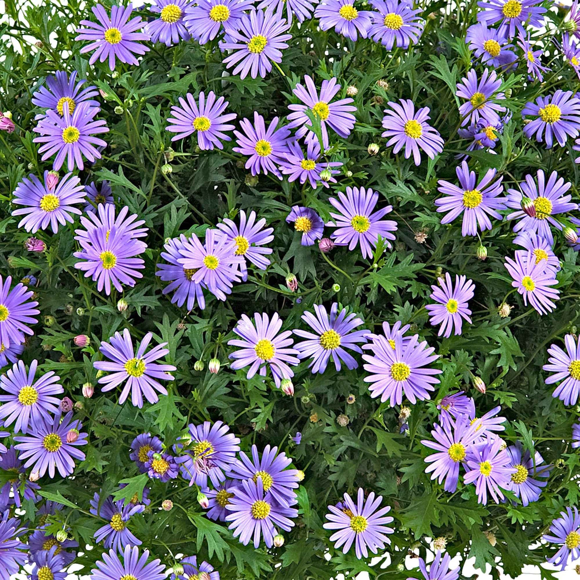 Brachyscome 'Purple Splendour' - Beetpflanzen