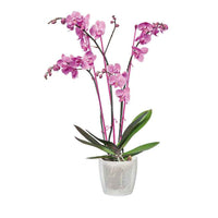 Elho Blumentopf Brussels Orchid rund transparent - Innentopf - Elho