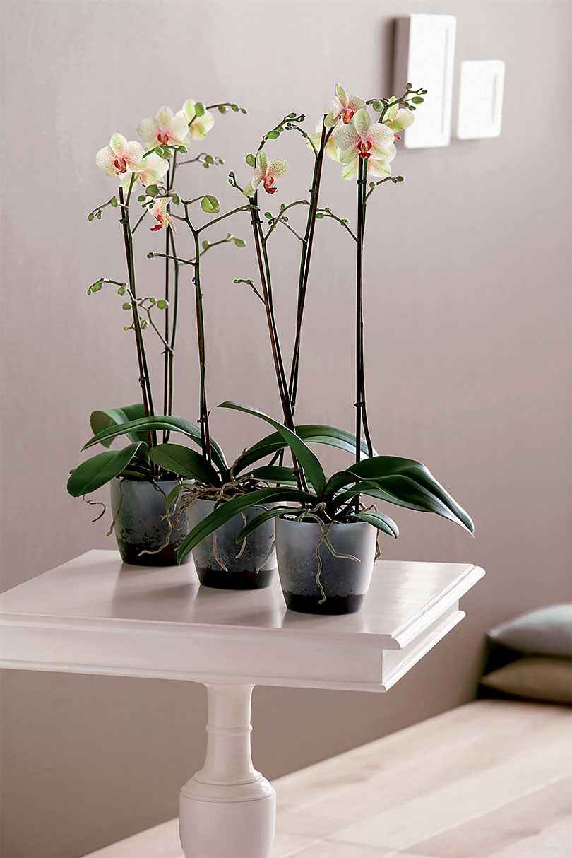 Elho Blumentopf Brussels Orchid rund transparent - Innentopf - Blumentopf Größen