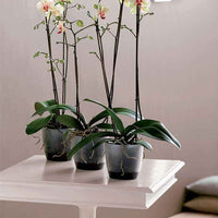 Elho Blumentopf Brussels Orchid rund transparent - Innentopf - Blumentöpfe
