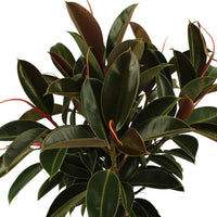 Gummibaum Ficus elastica 'Melany' auf einem Stamm - Grüne Zimmerpflanzen