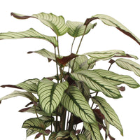 Schattenpflanze Calathea 'White Star' inkl. Weidenkorb, natürlich - Büropflanzen