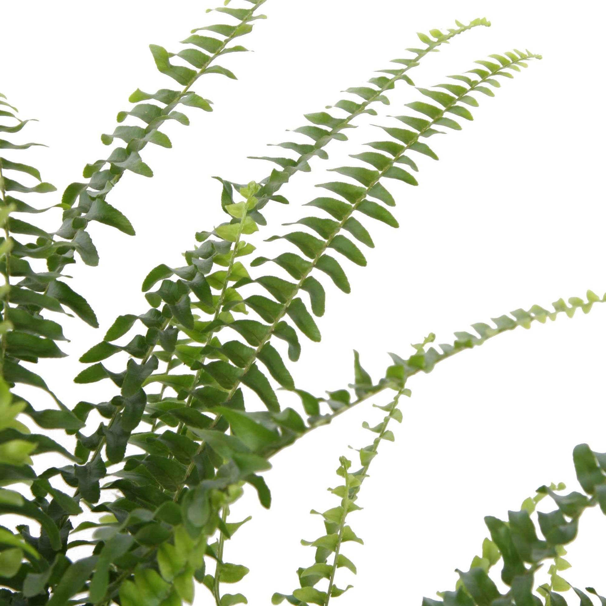 Schwertfarn Nephrolepis exaltata inkl. Hängetopf aus Kunststoff - Grüne Zimmerpflanzen