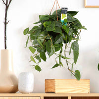 Philodendron scandens grün inkl. Hängetopf aus Kunststoff - Hängepflanze - Alle pflegeleichten Zimmerpflanzen