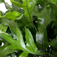 Kängurufarn Microsorum diversifolium inkl. Hängetopf aus Kunststoff - Farn