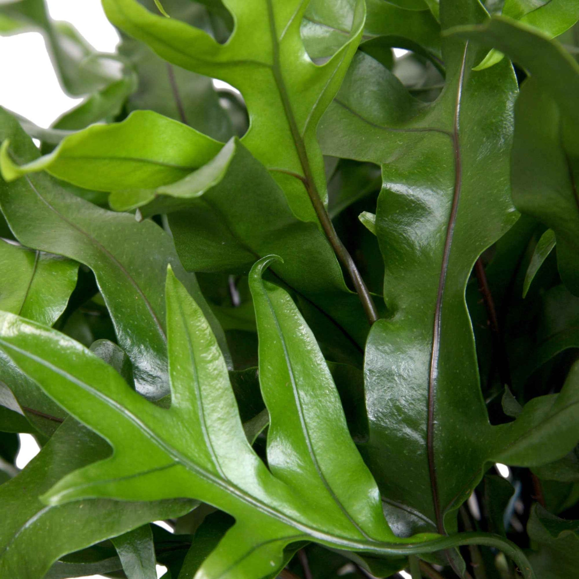 Kängurufarn Microsorum diversifolium inkl. Hängetopf aus Kunststoff - Farn
