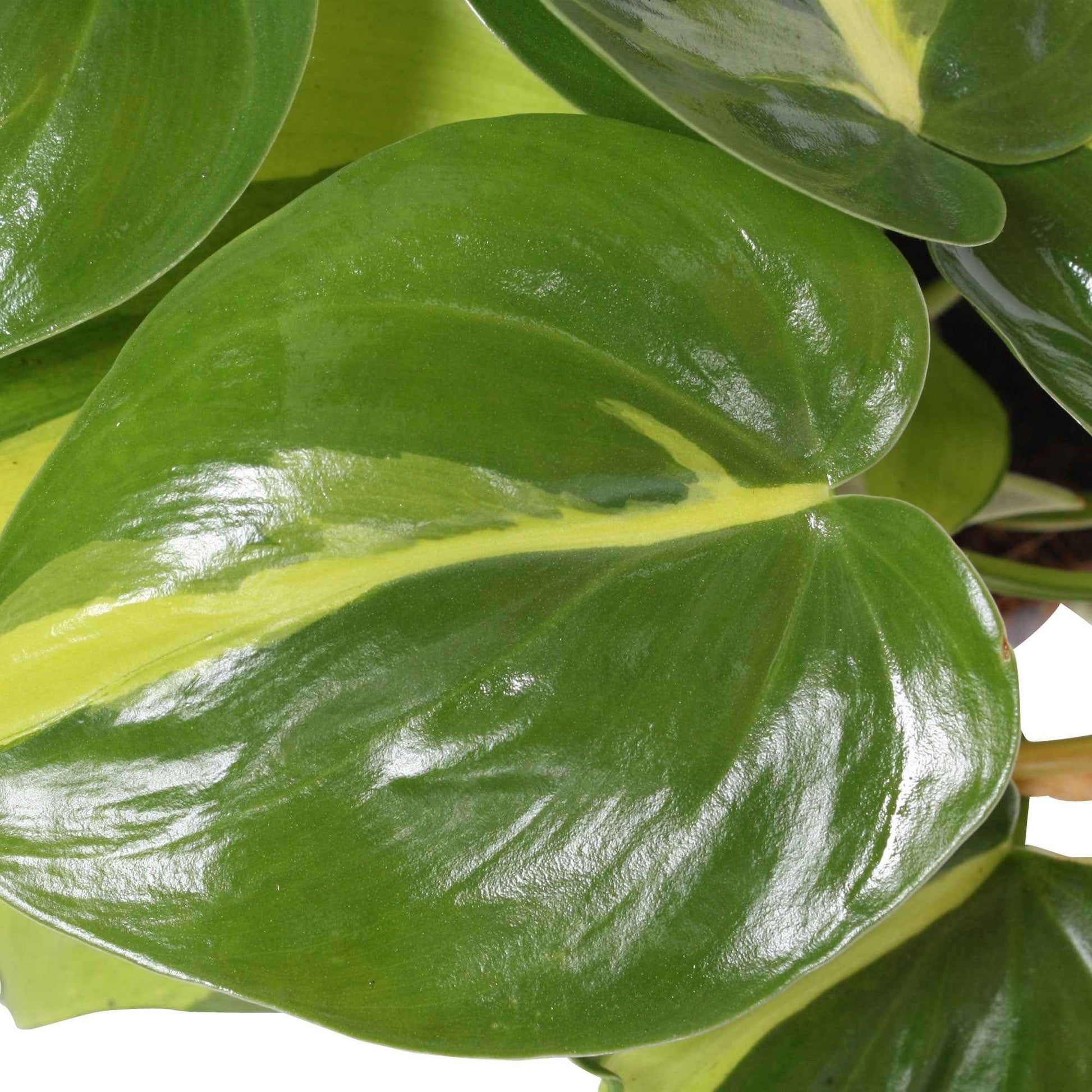 Philodendron 'Brasil' - Hängepflanze - Grüne Zimmerpflanzen
