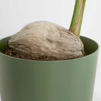 Kokospalme Cocos nucifera inkl. Weidenkorb, natürlich - Grüne Zimmerpflanzen