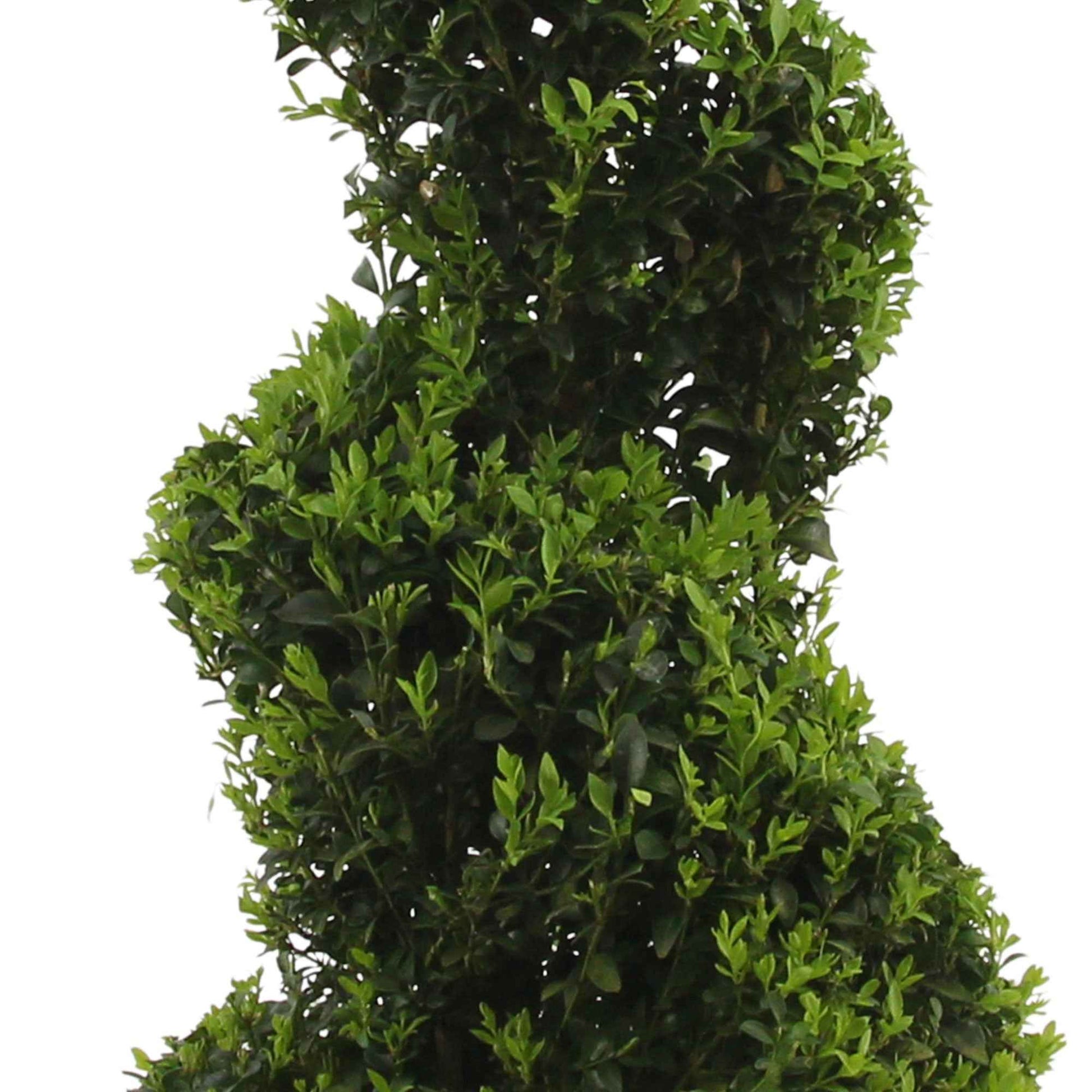 Buxus sempervirens spiralförmig - Winterhart - Bäume und Hecken