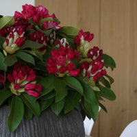 Rhododendron 'Red Jack' rot - Winterhart - Blühende Büsche