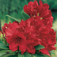 Rhododendron 'Red Jack' rot - Winterhart - Blühende Gartenpflanzen