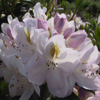 Rhododendron 'Madame Mason' weiβ-gelb Auf einem Stamm - Winterhart - Blühende Büsche