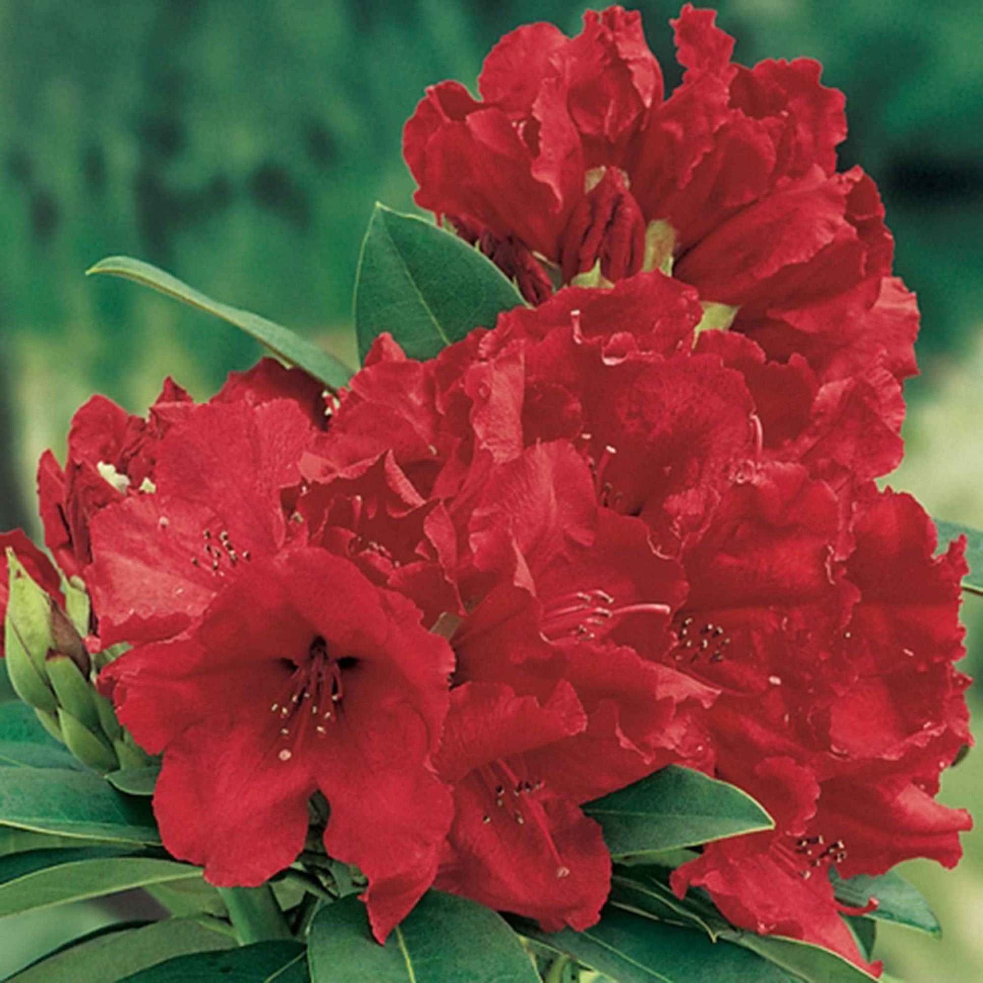 Rhododendron 'Red Jack' rot Auf einem Stamm - Winterhart - Alle blühenden Gartenpflanzen