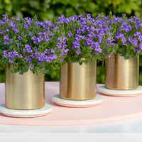 Glockenblume Campanula 'Lavender' - Winterfest 'Lavender' Lila - Winterhart - Bienen- und schmetterlingsfreundliche Pflanzen