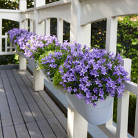 3x Campanula 'Intense Purple' Lila - Winterhart - Bienen- und schmetterlingsfreundliche Pflanzen